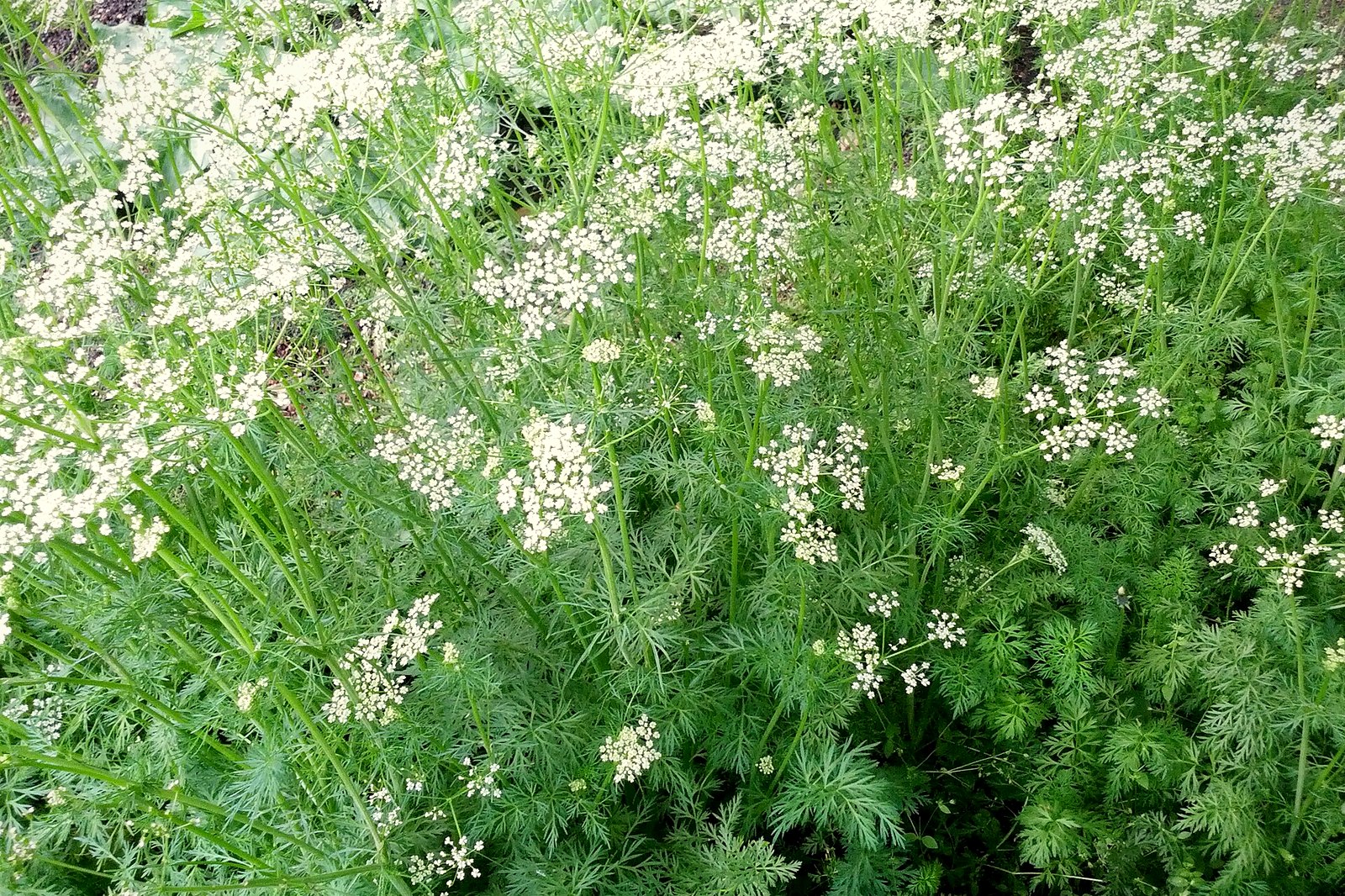 Cumin Seeds